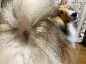 犬の肛門