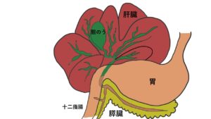膵臓の場所