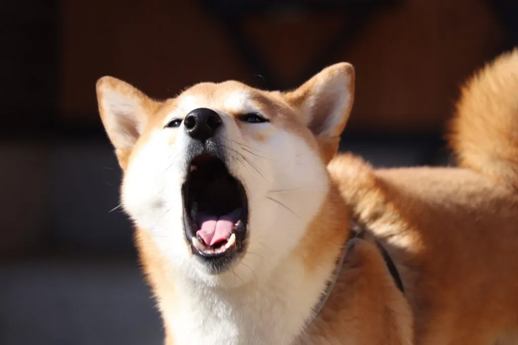 犬が無駄吠えする理由は何？理由やしつけ方お教えいたします！