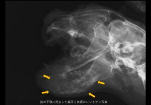 猫の下顎レントゲン