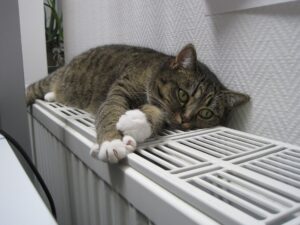 ヒーターの上で寝ている猫