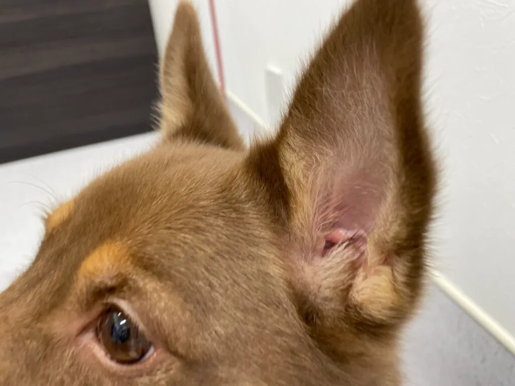 ヒトとはどう違うの？犬と猫の耳について解説していきます！