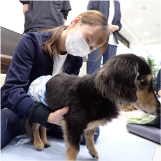 藤咲(愛玩動物看護師)