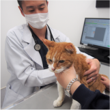 石井 （ALL動物病院行徳院長　皮膚科学会認定医）