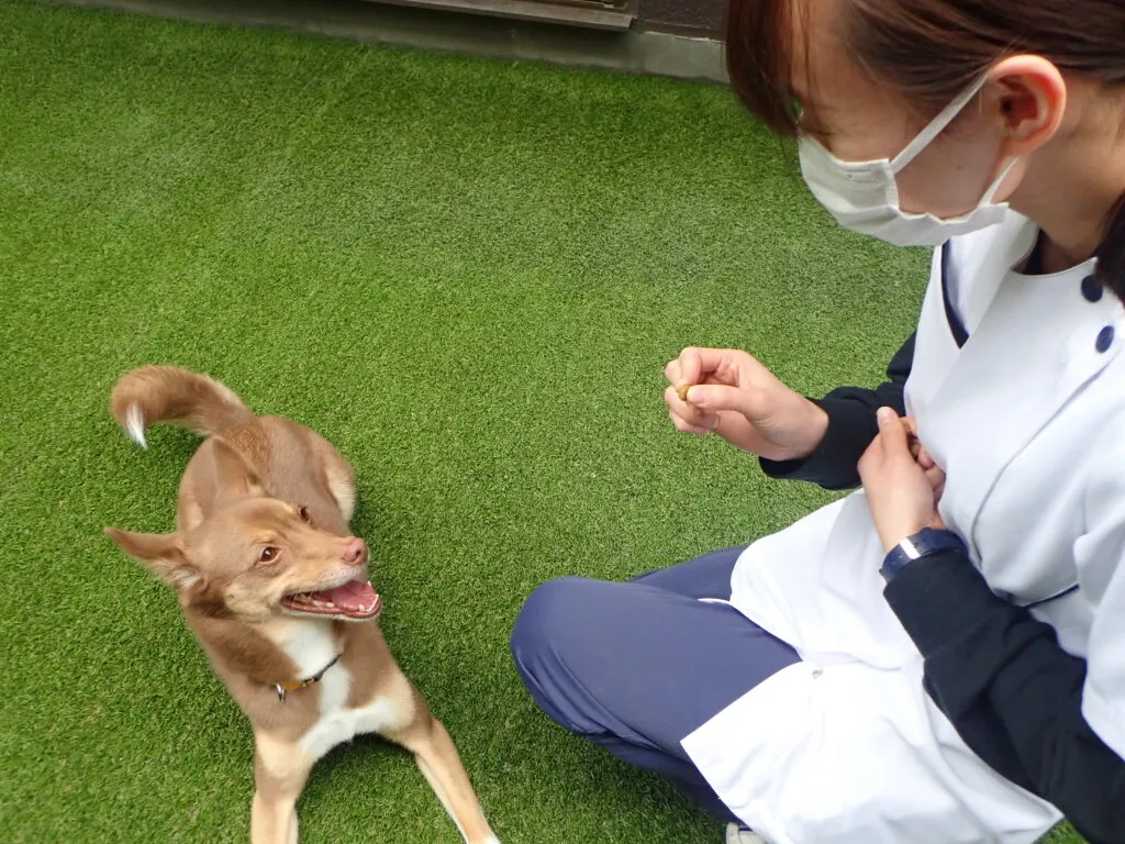 犬との暮らしの基礎の基礎！基本的なしつけを練習してみましょう！