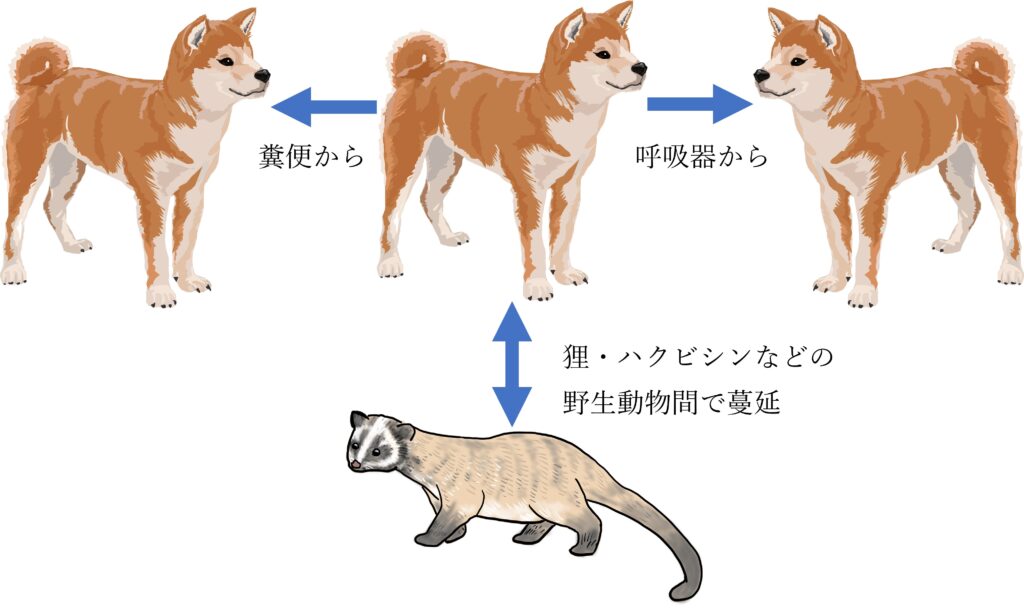 ジステンパーウイルスの感染経路