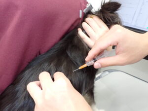 ジステンパーウイルスのワクチンを接種している犬