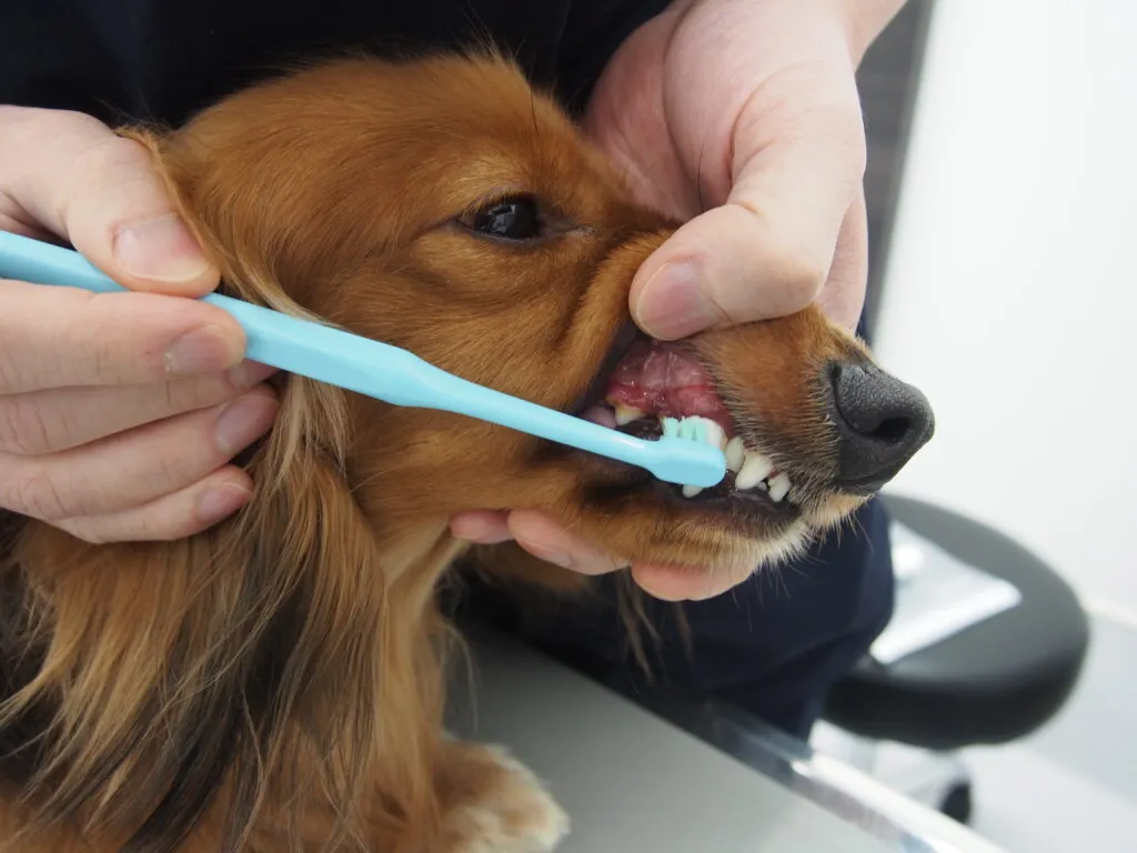 犬や猫だって歯が命！歯みがきマスターへの道