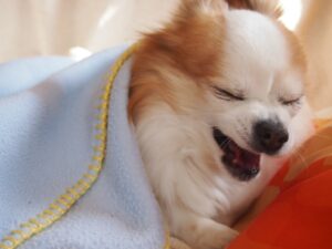 くしゃみをしている犬