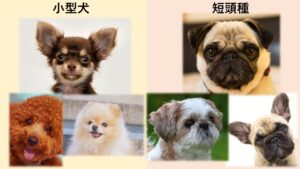 好発犬種