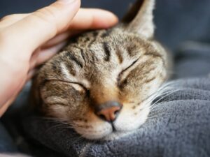 頭を撫でられている猫