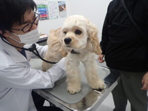 犬を診察している獣医師