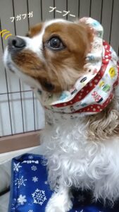 鼻を鳴らしている犬
