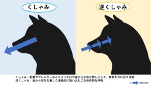 くしゃみと逆くしゃみの違い
