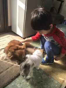 子犬、子猫を迎えたら最初に知っていて欲しいこと！社会化についてお教えいたします！