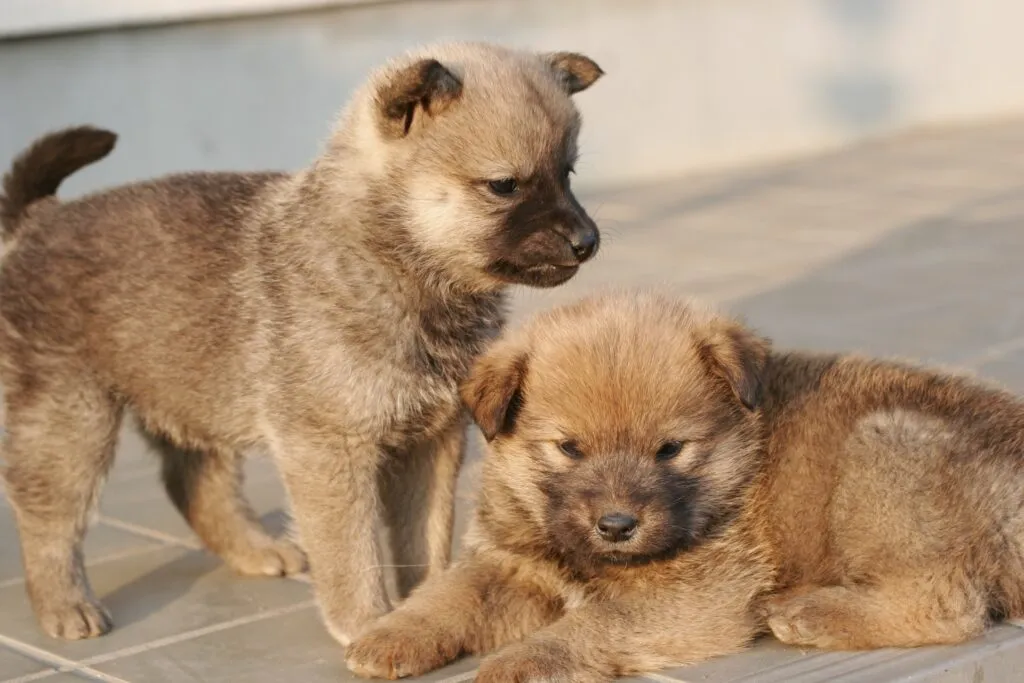 犬の混合ワクチンについて解説します。何が自分の家の子に合うのか考えてみましょう。