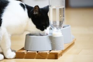 水を飲んでいる猫