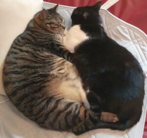 ヒトだけじゃない！犬も猫も糖尿病になります。糖尿病を解説します。