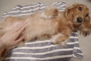 腹部のマッサージをされている犬