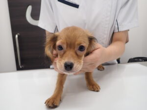 混合ワクチンの副作用が発生している犬01