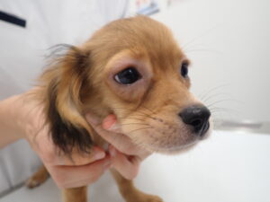 混合ワクチンの副作用が発生している犬02
