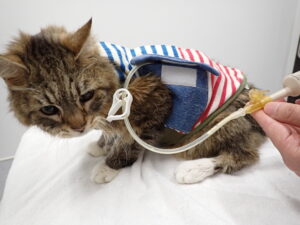 犬や猫でチューブからごはんをあげる方法　～胃瘻チューブ編～