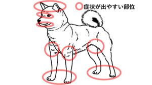 犬アトピー性皮膚炎の症状が出やすい部位