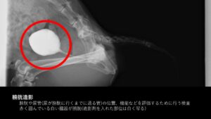 膀胱造影があるレントゲン写真