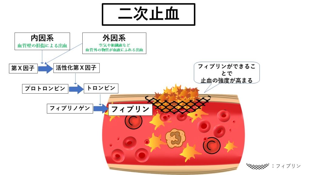 二次止血の様子01