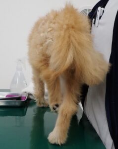 股関節脱臼の症状