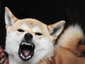 吠えている犬