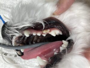 噛み合わせが良くない犬