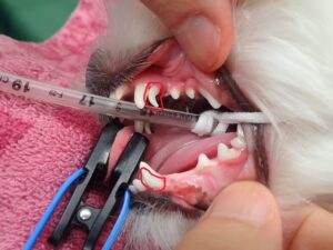 乳歯が抜けない！歯がなんか多い気がする。犬や猫の乳歯遺残について解説します。