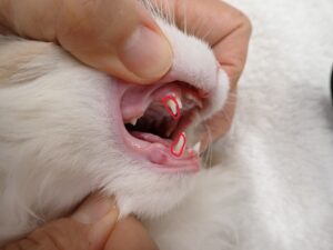 犬歯が遺残している猫