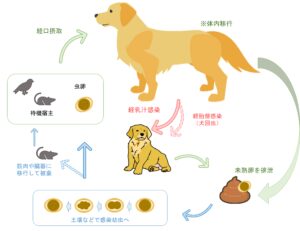 回虫の感染経路