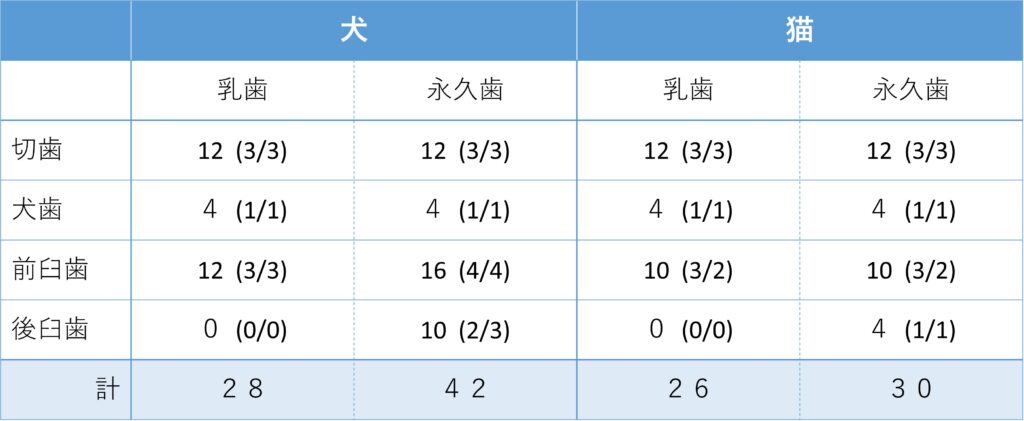 犬、猫の乳歯と永久歯の本数