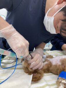 歯周病の治療