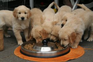 ドックフードを食べる犬