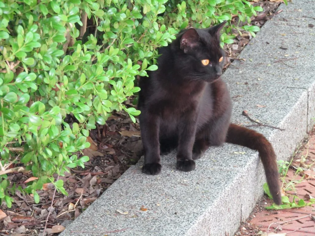 若い猫にガンを引き起こす怖いウイルス。猫白血病ウイルス　FeLVを知っていますか？