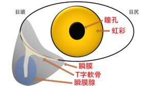 正常な目の構造
