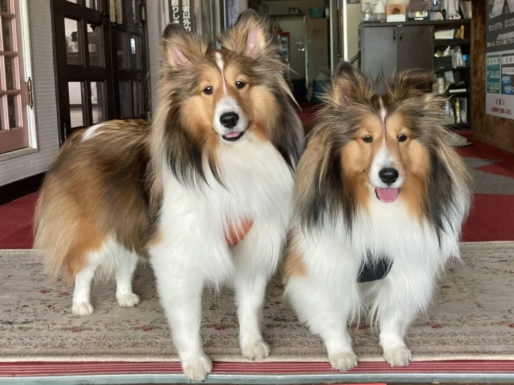 【動物病院が教える】シェットランド・シープドッグ(シェルティ)の特徴・性格・かかりやすい病気とは？