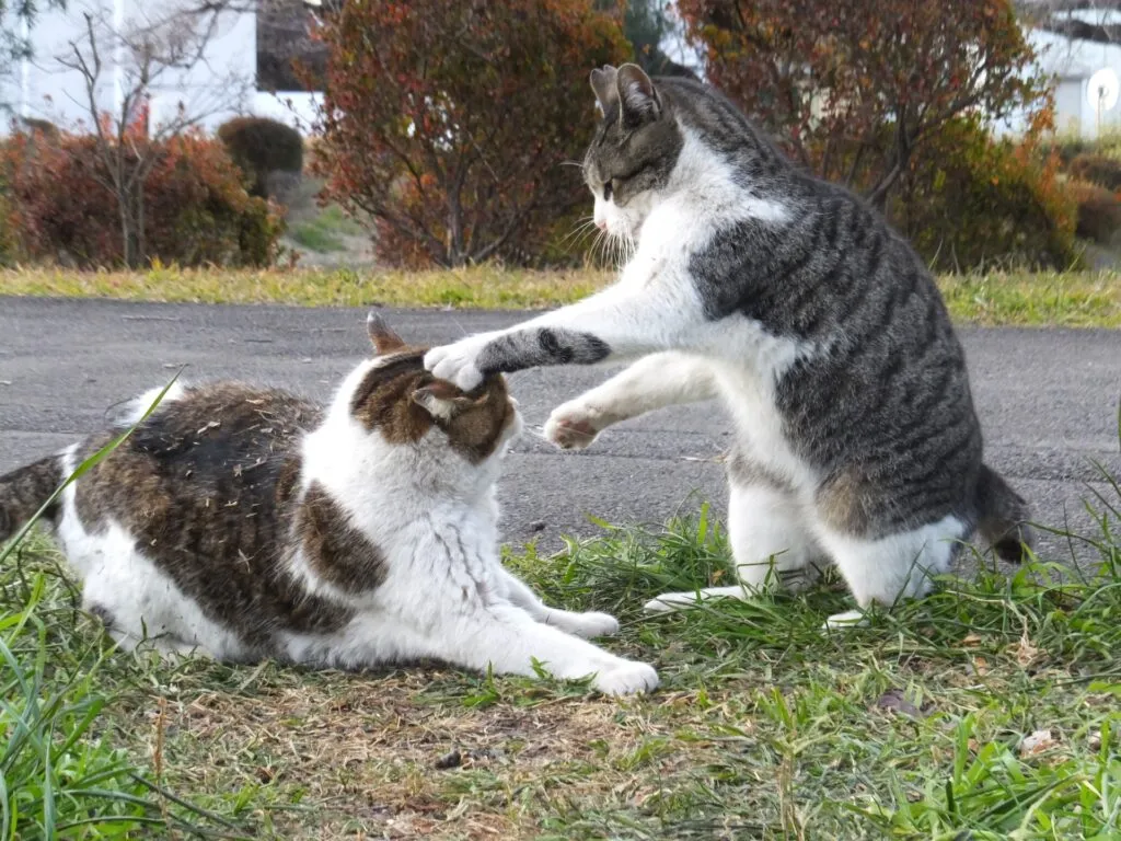 【獣医師が解説】猫にもエイズがあるって知っていますか？FIV感染症の症状と治療について解説します。