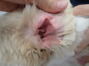【初心者飼い主さん向け】犬の耳が赤い？臭う？考えられる病気や対処法について解説します