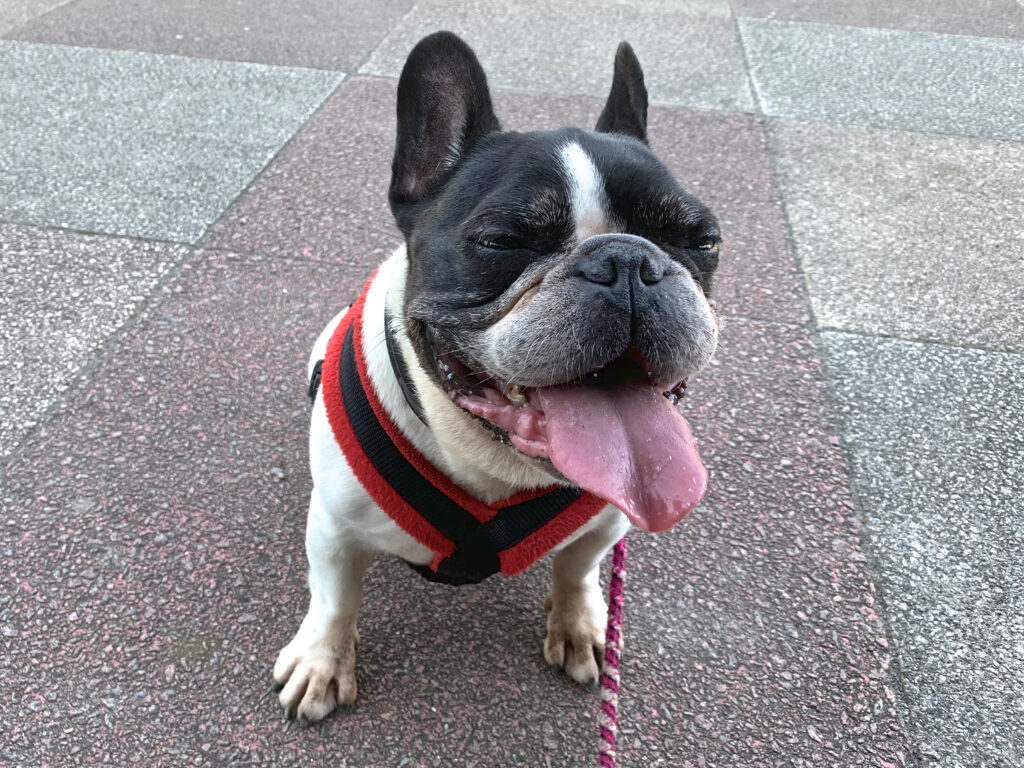 パンティングしている犬