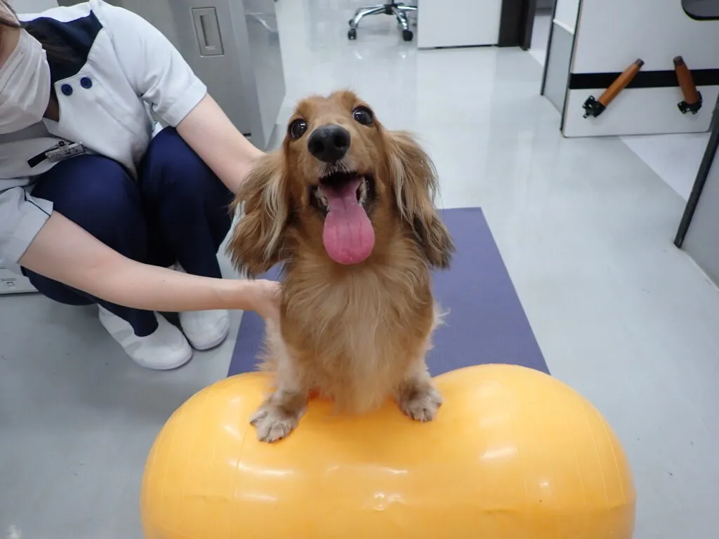 犬のリハビリテーションで使用する道具を紹介します！