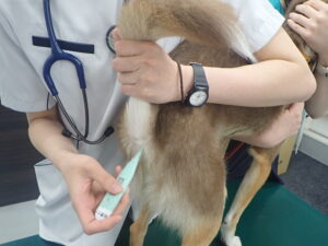 体温を測っている犬