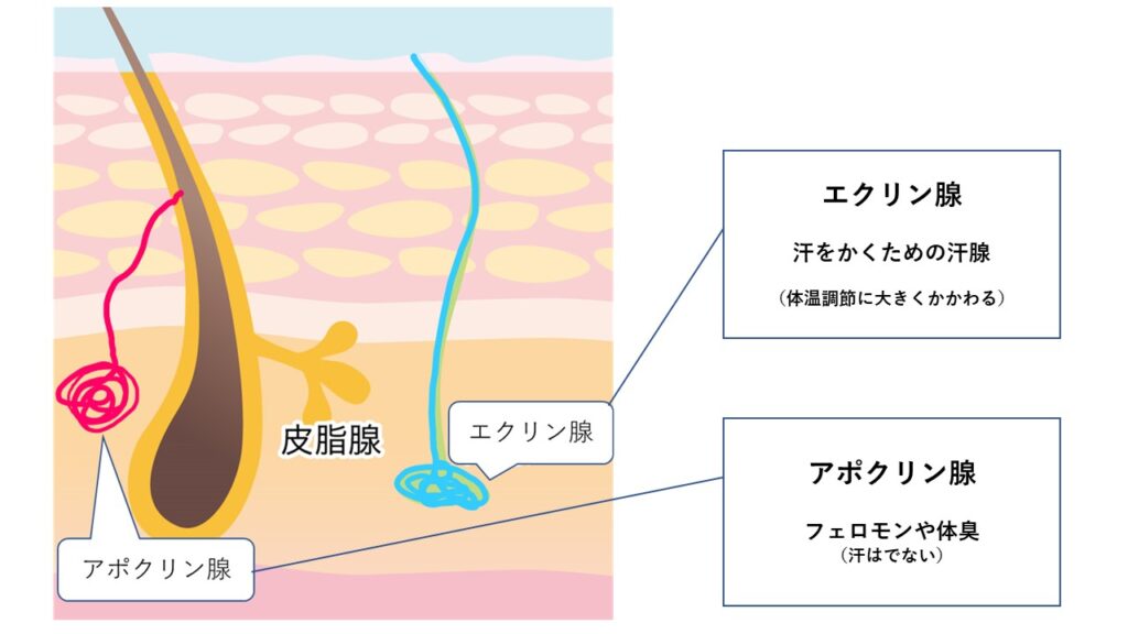体温が下がる仕組み