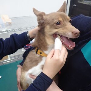ガーゼで歯を磨いてもらっている犬
