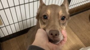 口の周りを触られている犬