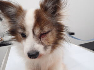 根尖膿瘍になった犬